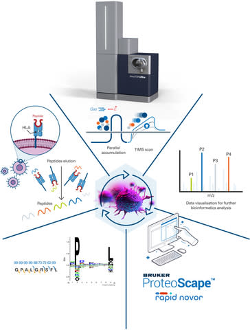 Bruker's Immunopeptidomics Workflow (Graphic: Business Wire)