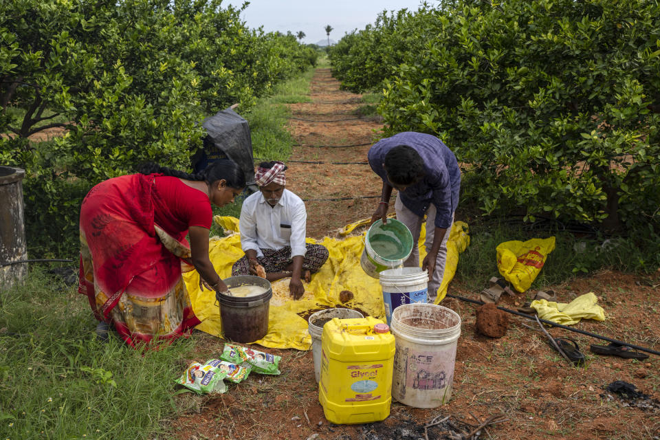 M. Venkatapathy, center, a natural farmer, prepares 'Ganajeevamritham', a natural fertilizer using jaggery, flour, cow dung, and other non-chemical materials in Hampapuram, Anantapur district in the southern Indian state of Andhra Pradesh in Mumbai, India, Thursday, Sept. 15, 2022. This natural fertilizer is the only supplement that Venkatapathy provides for his sweet lime crops. (AP Photo/Rafiq Maqbool)