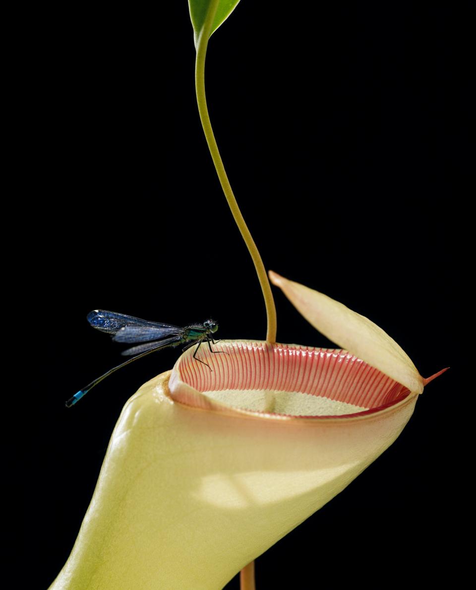 The Nepenthes and the Dragonfly, from the series Carnivores, 2010