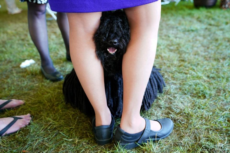 Gyula a 9-year old puli, peeks through his handler Stacy Czekaj's leg as they wait to compete during the 146th Westminster Kennel Club Dog show, Monday, June 20, 2022, in Tarrytown, N.Y. (AP Photo/Mary Altaffer)