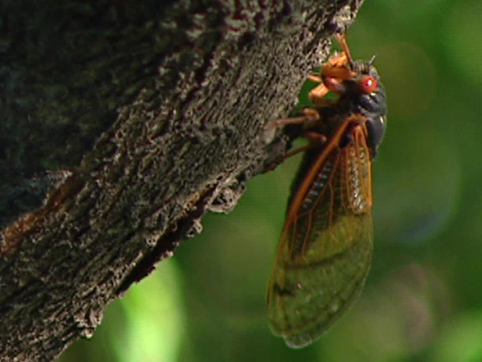 Brood X Cicadas are making their 17-year comeback.  / Credit: CBS News