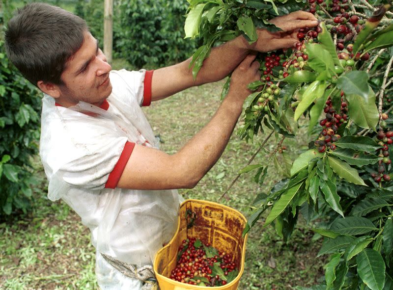 Foto de archivo. Un campesino recolecta café en una finca cerca al municipio de Sasaima, en el departamento de Cundinamarca