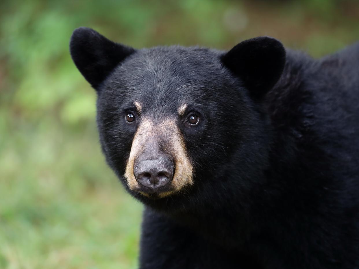 Closeup of a young Black Bear in Ontario, Canada