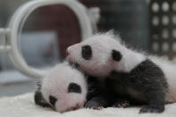 <p>Twin panda cubs, born on April 24 in captivity, are pictured in an incubator at Chengdu Research Base of Giant Panda Breeding in Sichuan province, China May 23, 2017. (Photo: China Daily/Reuters) </p>
