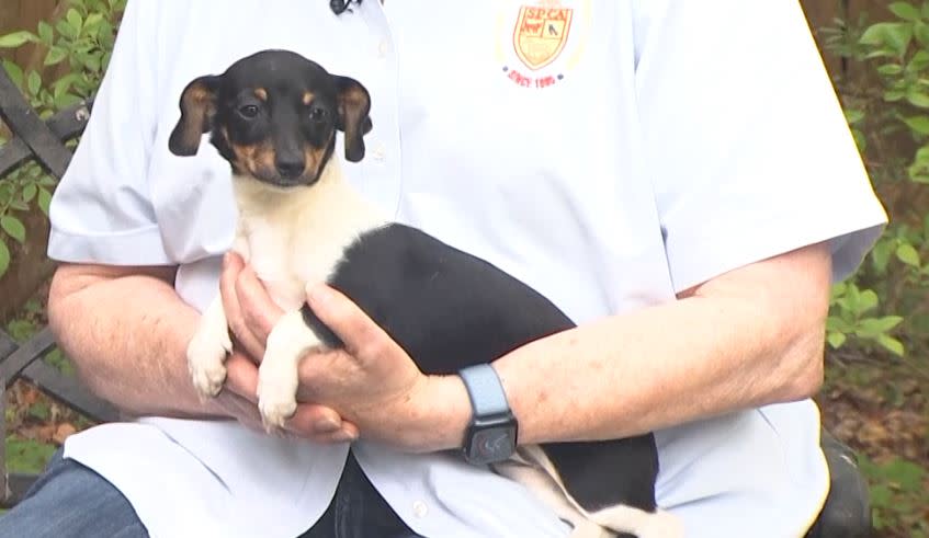 Our Pet of the week is a 14-week-old Chiweenie named Mimi.