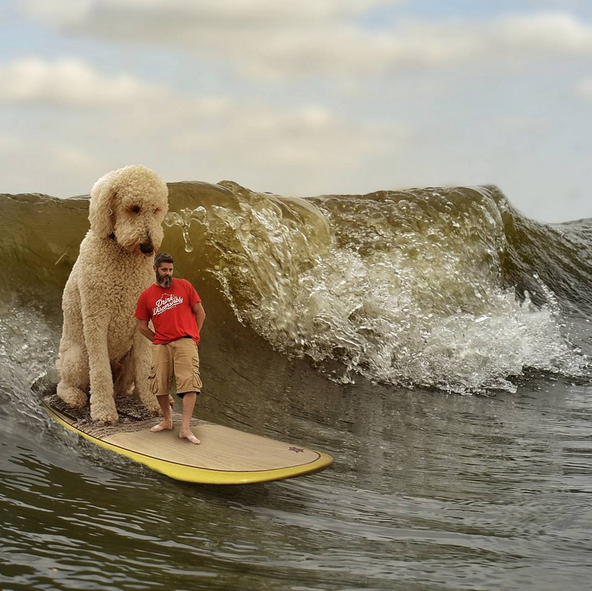 <p>Juji et Chris (de Nice) savent aussi surfer. (Photo Instagram : @christophercline) </p>