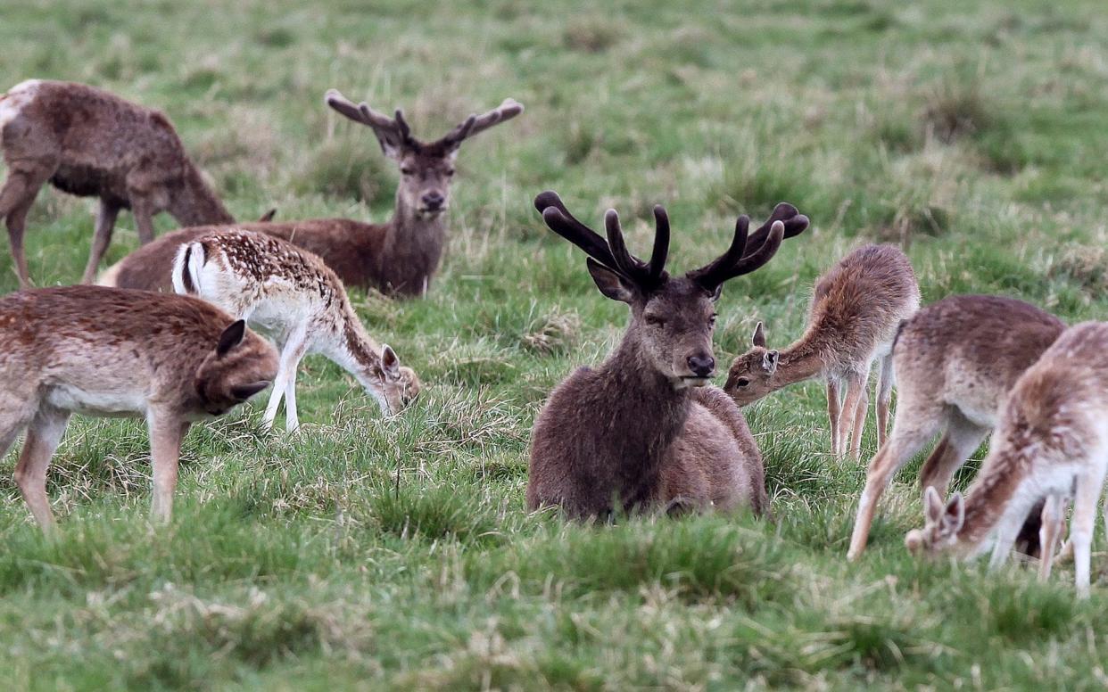 Deer in Richmond Park - Jane Mingay