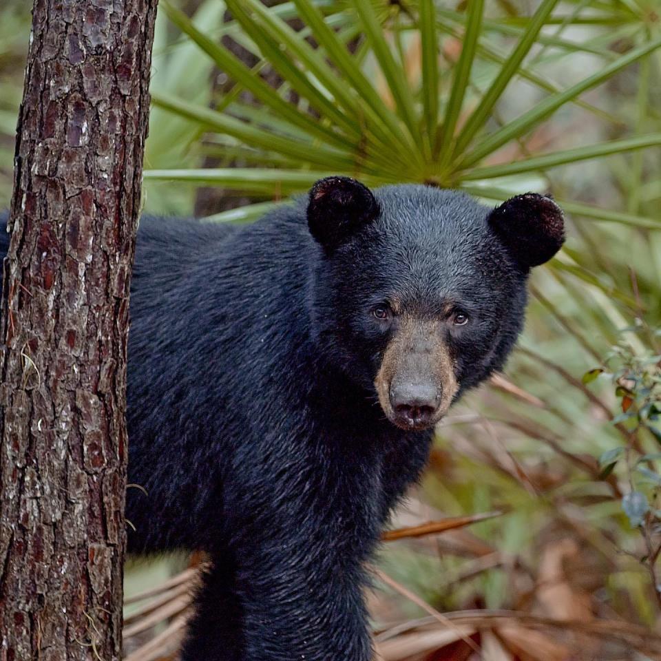 A young Florida black bear named "Tala" stares into a camera during the production of a feature film called "The Paper Bear."