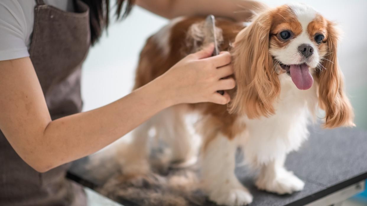  Cavalier King Charles Spaniel being brushed. 