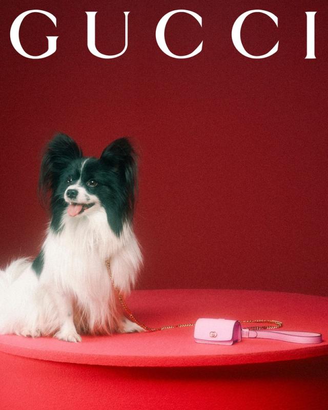 PepsiApplePieChallenge Replying to @megie2002 THE GUCCI PET HAUL