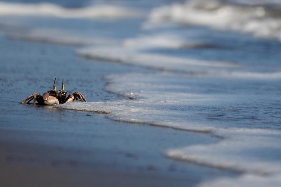 PHOTO: A ghost crab swims along the water on a beach, July 6, 2024, in Lahaina, Hawaii. (Lindsey Wasson/AP)