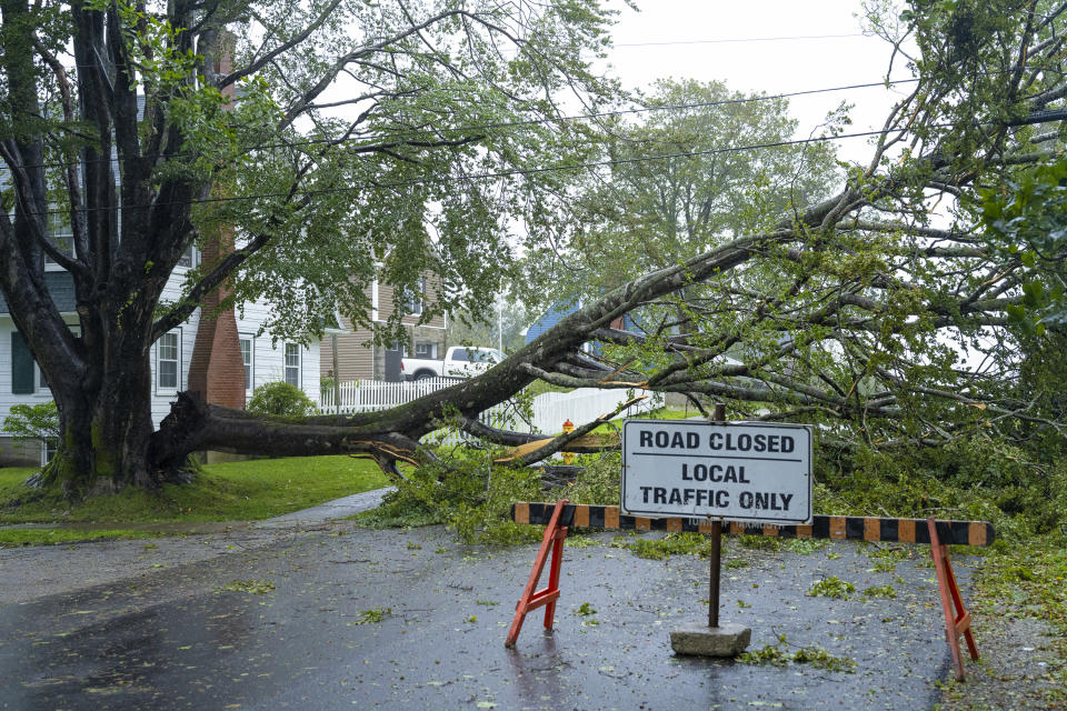 A downed tree hangs on power lines as post-tropical storm Lee approaches in Yarmouth, Nova Scotia, Canada, on Saturday, Sept. 16, 2023. (Bill Curry/The Canadian Press via AP)