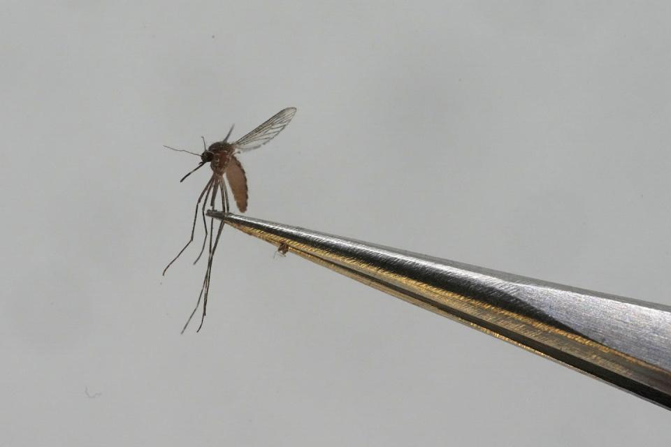 A Culex tarsalis mosquito, a species that can transmit West Nile virus to humans, and is found across Canada. (AP Photo/Rick Bowmer)