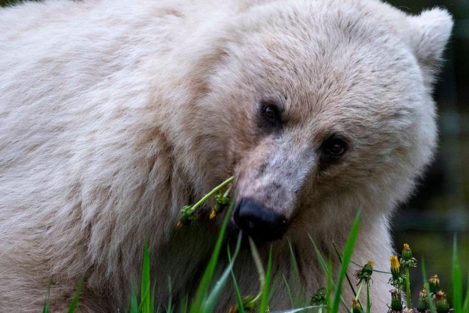 Bear 178, seen nibbling on some dandelions, is a well-known white grizzly who has been nicknamed Nakota by locals.