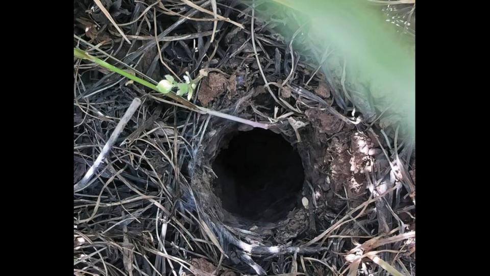 The burrowing creature surrounds its self-made burrow with silk, soil and debris. Amir Hossein Aghaei/ZooKeys