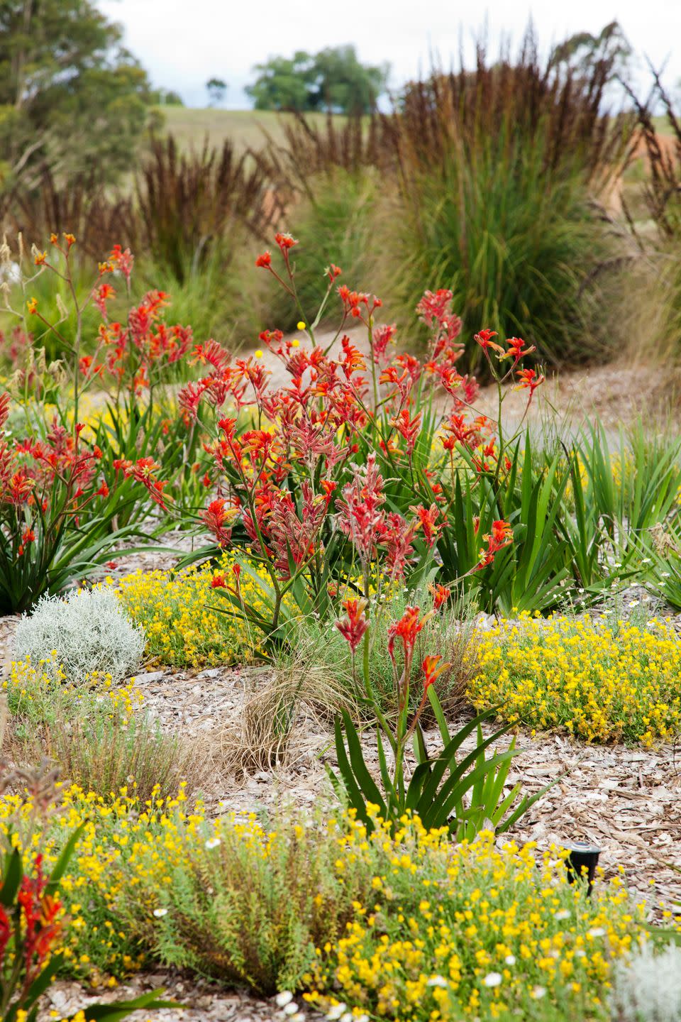 royal botanic garden sydney