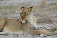 <p>A lioness holds a young springbok after capturing it near the Namutoni camp in Etosha National Park. (Photo: Gordon Donovan/Yahoo News) </p>