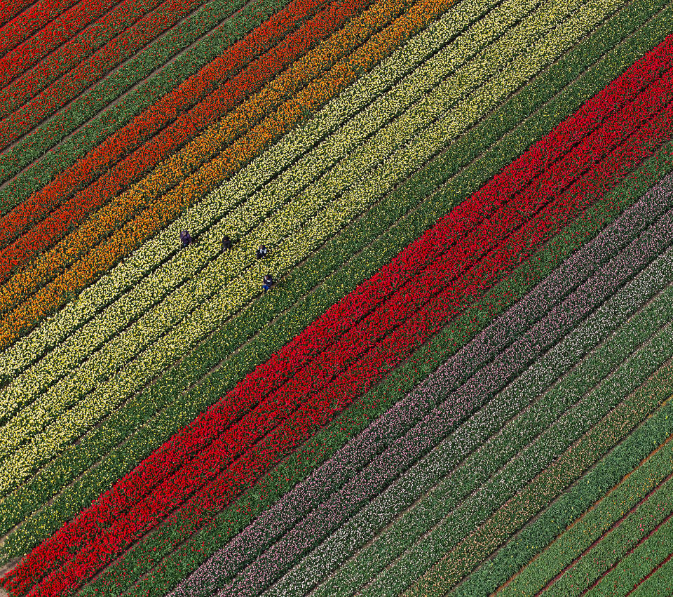 <p>Gardeners get to work in the vibrant tulip fields in Lisse - located 20 kilometers from Amsterdam, Netherlands - on April 19. </p>