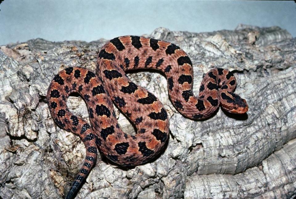 A Carolina Pigmy rattlesnake.