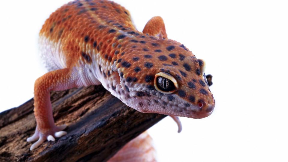 Leopard gecko