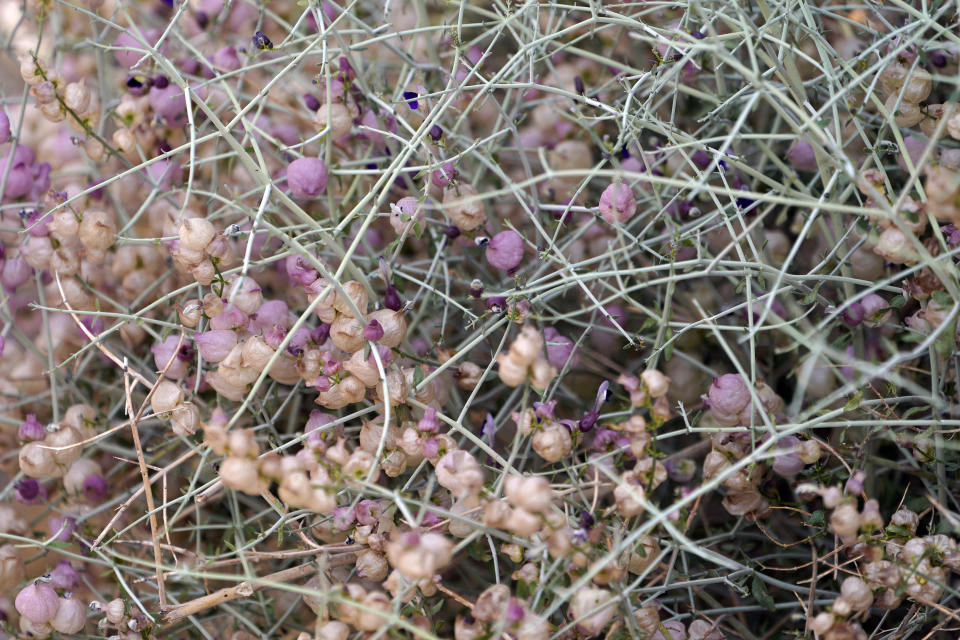 Paperboy bush (Salazaria Mexicana) seedpods dangle from blooms on branches after this winter's historic rains, Wednesday, June 12, 2023, in the Mojave Desert near Joshua Tree, Calif. Flowers that haven't been seen in years bloomed across Southern California this spring after massive winter downpours, creating not only colorful landscapes but a boon for conservationists eager to gather desert seeds as an insurance policy against a hotter and drier future. (AP Photo/Damian Dovarganes)