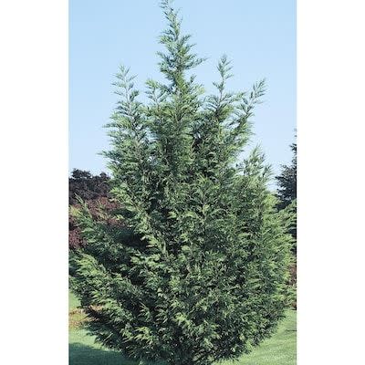 14) Leyland Cypress