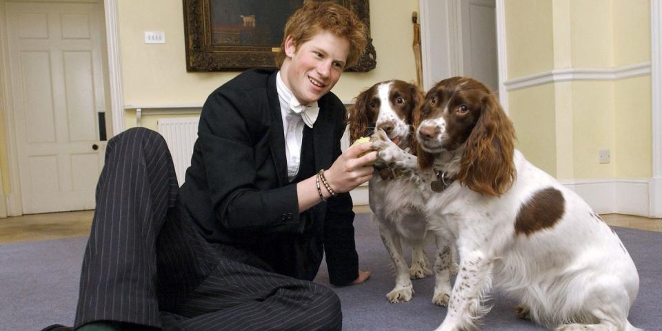 <p>Harry plays with the dogs owned by the Housemaster Of Manor at Eton College.</p>