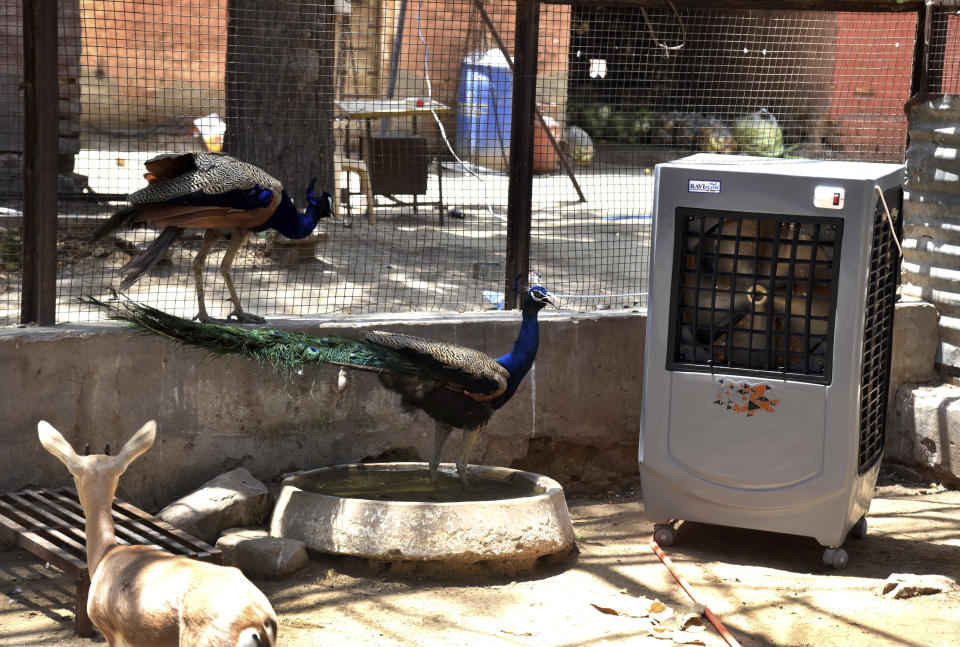 Una chinkara, o gacela de India, y dos pavos reales descansan delante de un ventilador industrial ante las elevadas temperaturas, en un centro de rescate de animales en Bikaner, Rajastán, India, el 23 de mayo de 2024. (AP Foto/Dinesh Gupta)