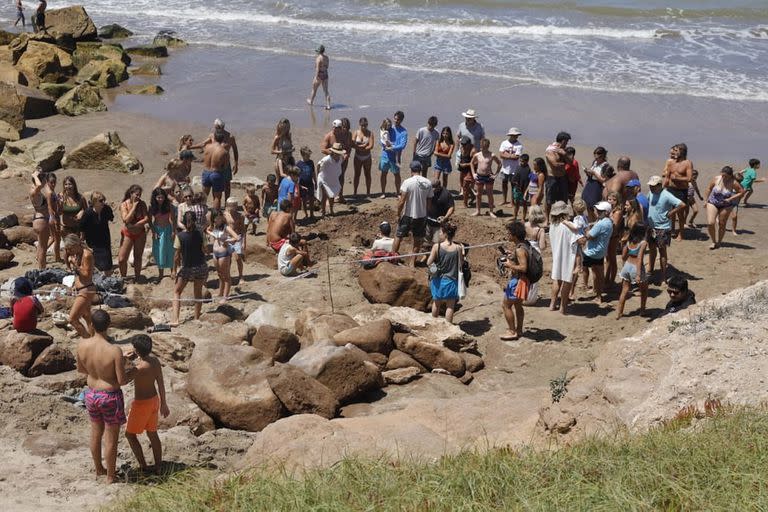 Encuentran dos gliptodontes en la Playa de Cruz del sur en Chapadmalal