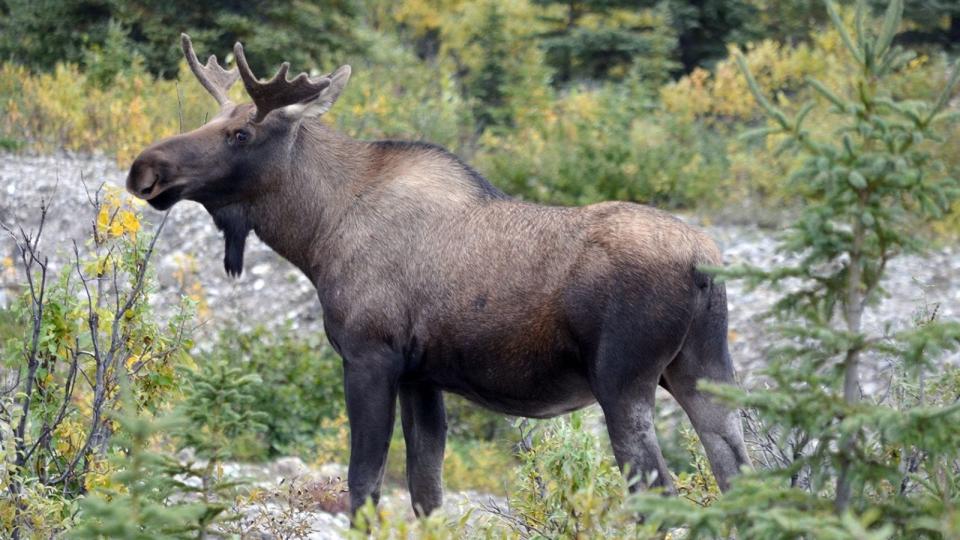 Denali, Alaska, moose.