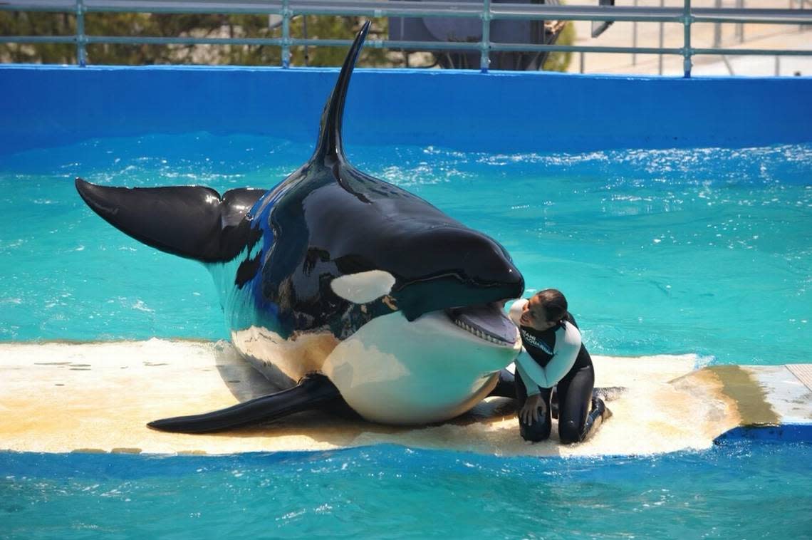 Former Seaquarium chief trainer Marni Wood with Tokitae, also known as Lolita, at the Whale Bowl at the Miami Seaquarium. Lolita died on Aug. 18, 2023, at the Seaquarium.