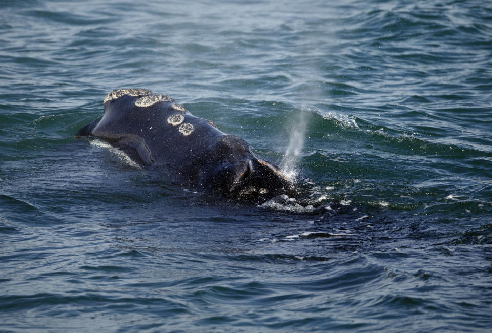 FILE - In this March 28, 2018 file photo, a North Atlantic right whale feeds on the surface of Cape Cod bay off the coast of Plymouth, Mass. A group organized by the federal government is expected to release recommendations about how to better protect a vanishing species of whale in the Atlantic Ocean. The National Oceanic and Atmospheric Administration created the Atlantic Large Whale Take Reduction Team to help reduce the injuries and deaths the North Atlantic right whales suffer due to entanglement in fishing gear. The group’s recommendations are expected on Friday. (AP Photo/Michael Dwyer, File)