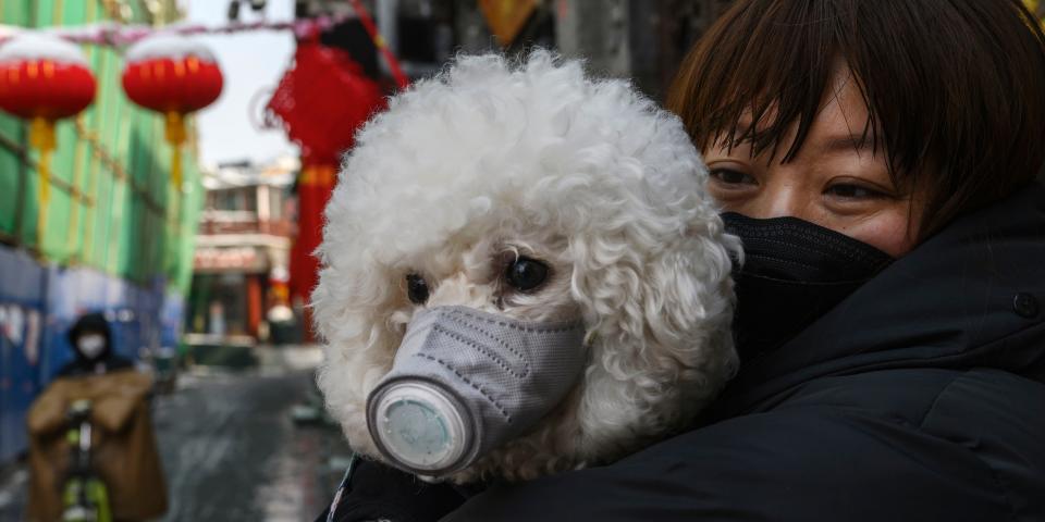 china coronavirus pet face mask