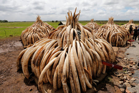 Elephant tusks, part of an estimated 105 tonnes of confiscated ivory to be set ablaze, are stacked onto pyres at Nairobi National Park near Nairobi, Kenya, April 28, 2016. REUTERS/Thomas Mukoya/File Photo