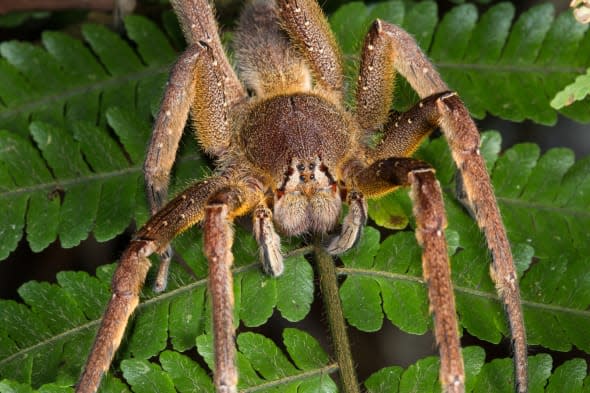 The Brazilian Wandering Spider