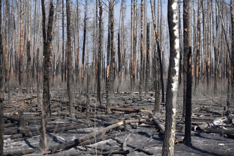 Burned trees are seen after a forest fire outside the settlement of Poliske located in the exclusion zone around the Chernobyl nuclear power plant