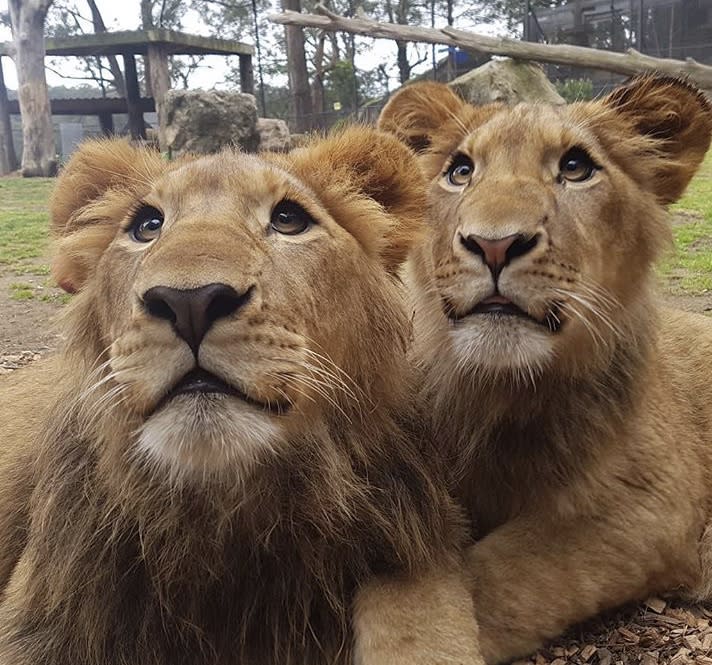 Two lions are pictured at Shoalhaven Zoo.