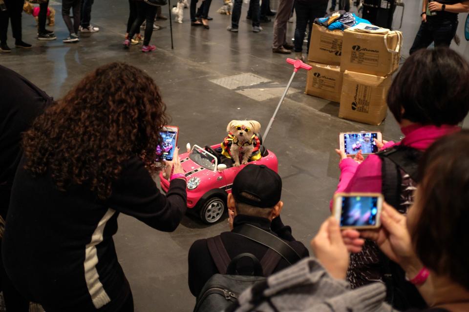 Inside PetCon 2018, the largest gathering of Insta-famous pets—and those aspiring to spon-con their sheepadoodle.