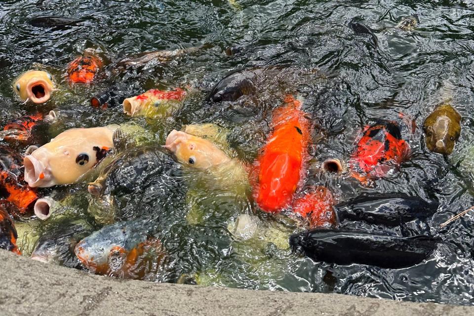 Arboretum and Cooperative Extension Director Lloyd Singleton said that the Koi fish are a fan favorite at the Arboretum. When it's open, visitors can get food from the feeder and feed the Koi fish.