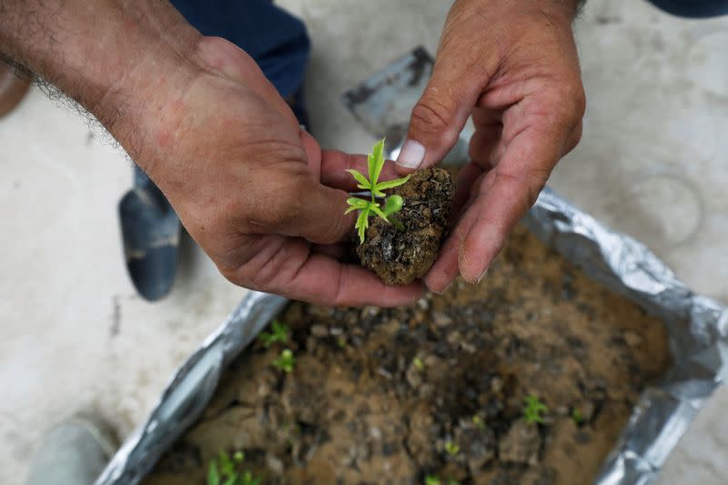 The Wider Image: Pakistanis plant trees to provide relief from scorching sun