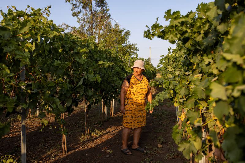 Ukraine eyes 'wine for victory' after season of Russian rockets and paratroopers in Mykolaiv