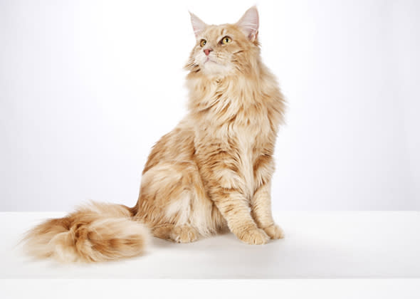 #3 Maine Coon