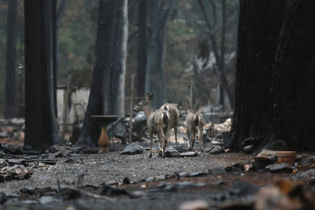 Deers are seen on a property damaged by the Camp Fire in Paradise, California, U.S. November 21, 2018. REUTERS/Elijah Nouvelage