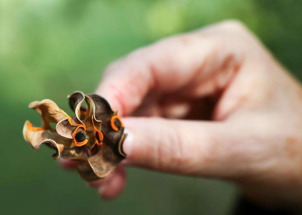 A seedpod from an invasive earleaf acacia tree shown Thursday, Jan. 4, 2024, at the UF/IFAS Indian River Research and Education Center in St. Lucie County. Earleaf acacia was introduced into Florida in the mid-1930s and thrives in wet areas. Each tree can produce tens of thousands of seeds. The earleaf acacia could become the next Australian pine or Brazilian pepper by overtaking native cypress groves and potentially the Everglades.