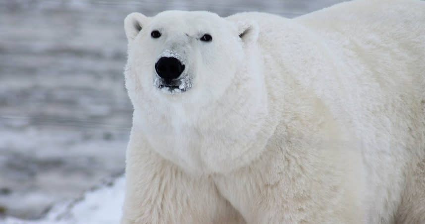 一隻北極熊闖進人類村莊，甚至攻擊人類造成2人死亡。（示意圖／翻攝自pixabay）