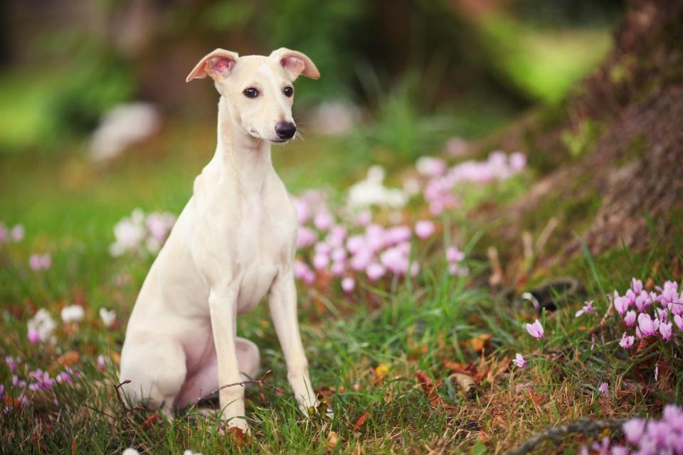 dogs that can be left alone whippet