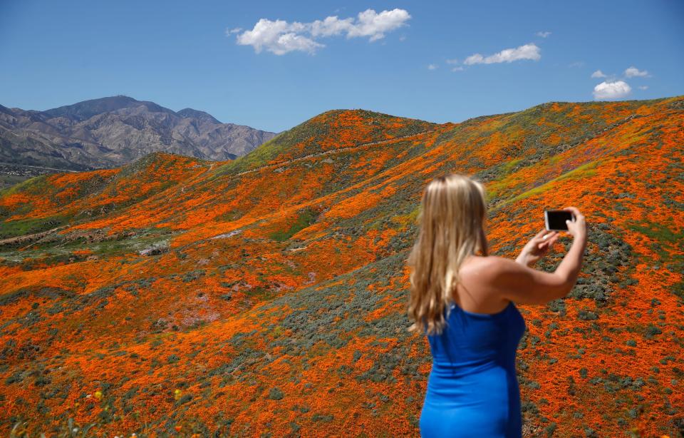 Renee LeGrand, of Foothill Ranch, Calif., takes a picture among wildflowers in bloom on March 18, 2019, in Lake Elsinore, Calif
