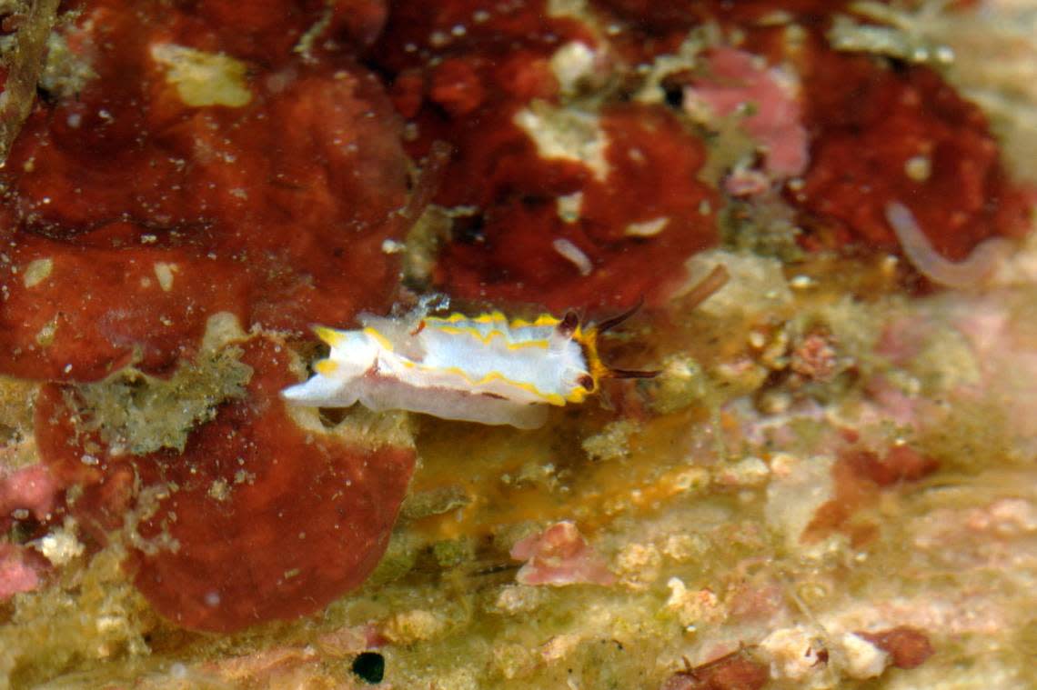 A Naisdoris aurornata, or golden sea slug.