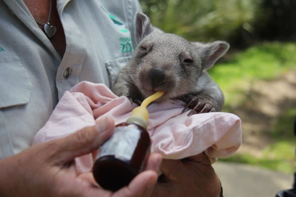 Orphaned baby wombat finds new mum