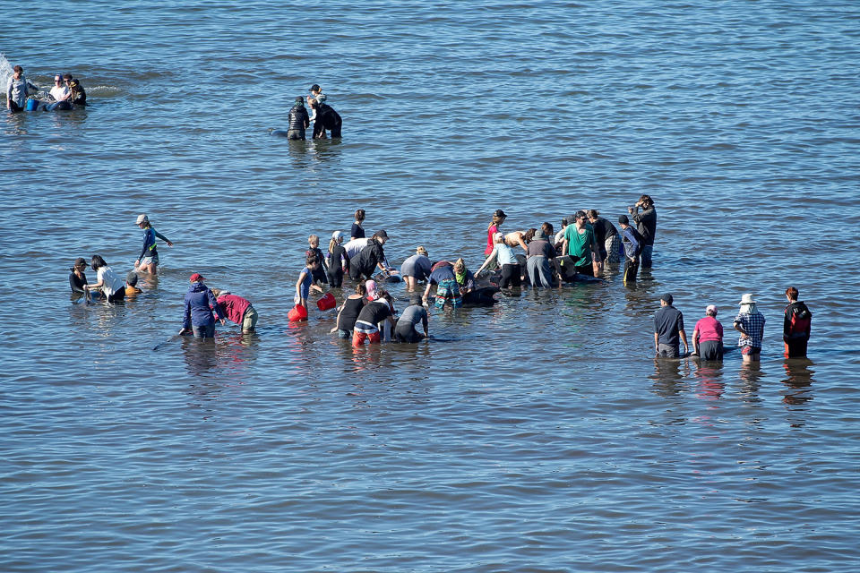 New Zealand whale stranding